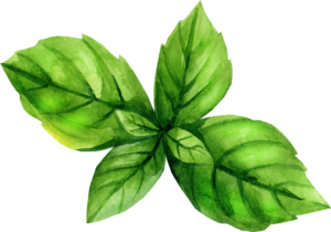 basil leaves